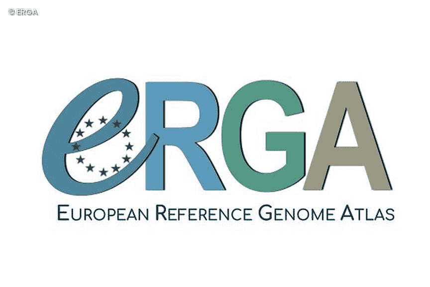 ERGA Logo