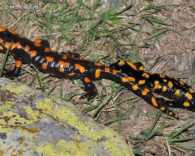 Feuersalamander