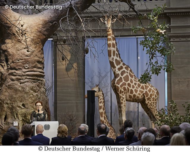 Giraffe im Museum König Bonn