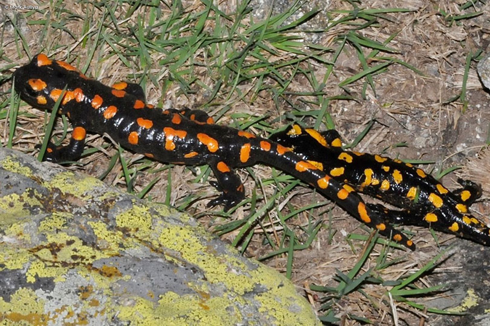 Feuersalamander
