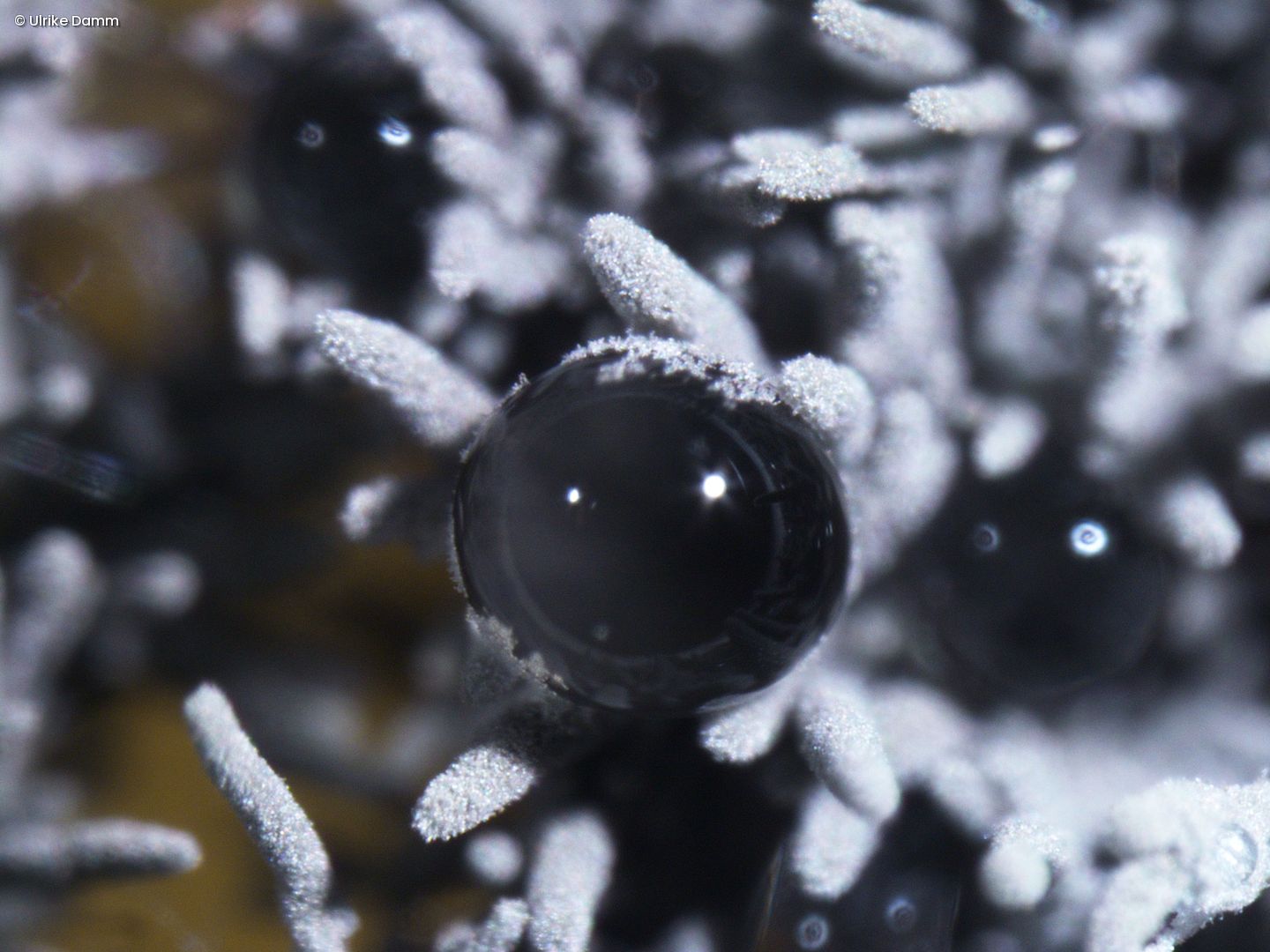 Microscopic image of an unknown fungus from an air sample in Germany.