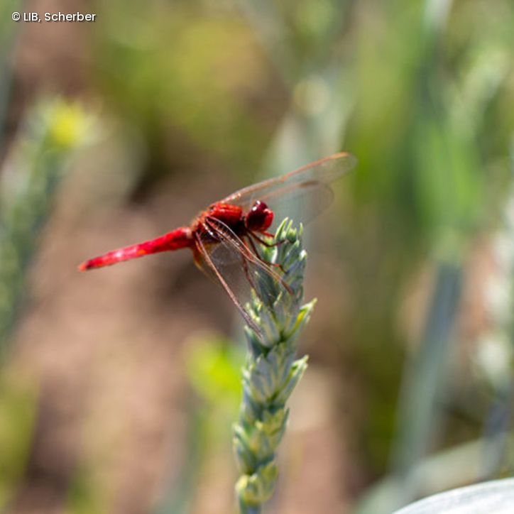 Libelle auf Grashalm