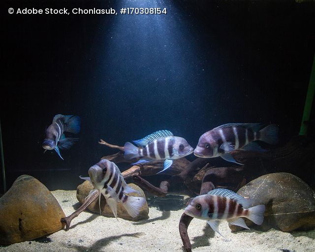 Fünf Frontosa-Cichliden mit gestreiftem Muster schwimmen über sandigem Boden mit Steinen und Ästen in einem dunklen Aquarium mit Lichtstrahl von oben