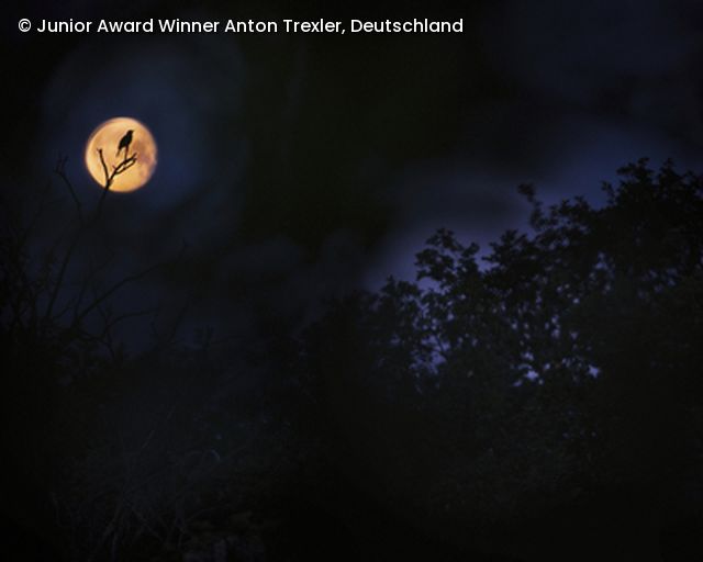 Mondschein bei Nacht