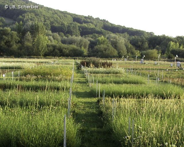 Biodiversitätsexperiment: Felder
