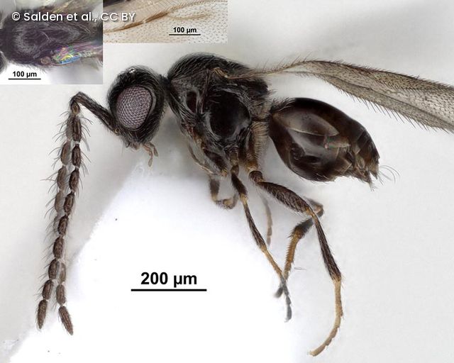 Aphanogmus bispinatus sp. nov. (männlich)