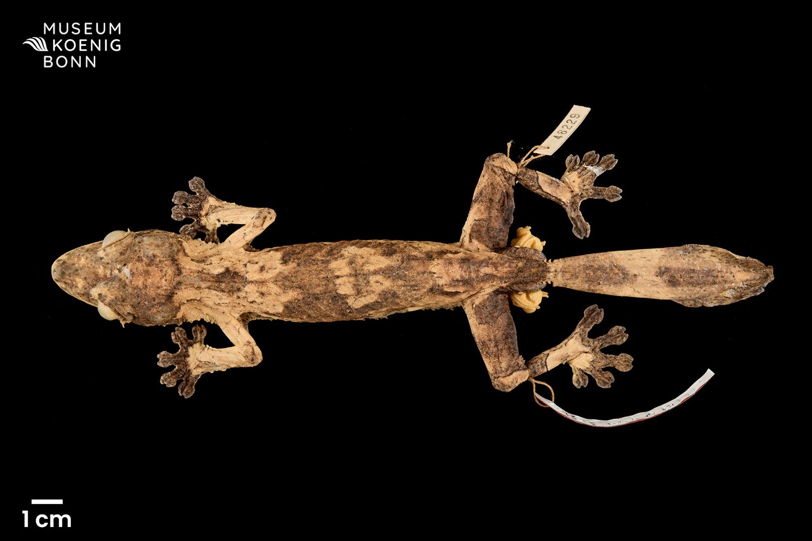 Uroplatus henkeli