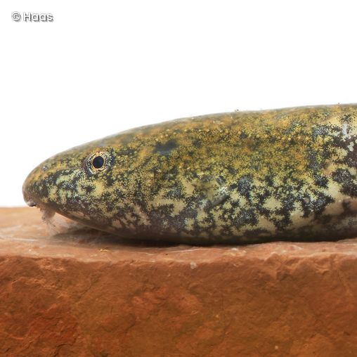 Amphibienlarve