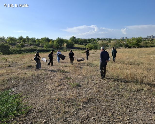 Gruppe von Menschen mit Netzen und Behältern auf einer trockenen Wiese bei klarem Himmel im Rahmen des Bioblitz Yerewan