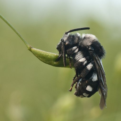 Nahaufnahme Biene auf Pflanze