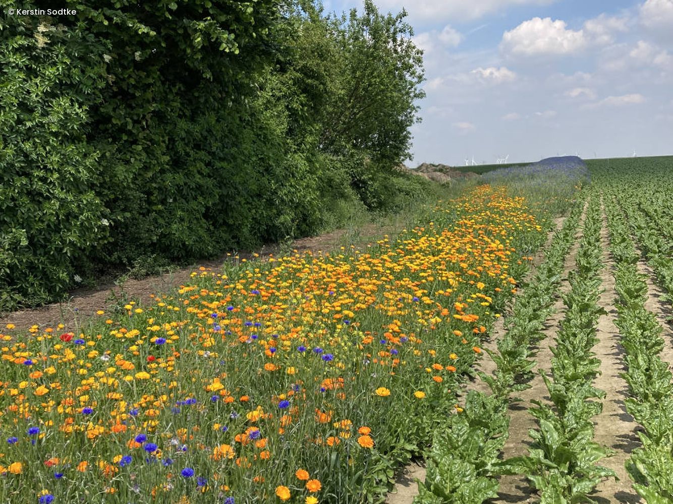 Blühstreifen
