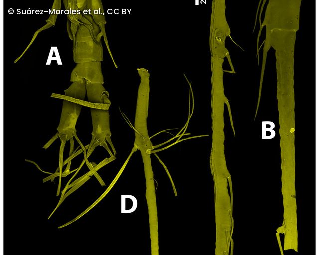 CLSM-Aufnahmen des Holotyps von Thalassodoron bathyale zeigen (A) den Urosom, (B, C, D) die Antennule mit Segmenten und Anhängen, Maßstabsbalken 200 µm
