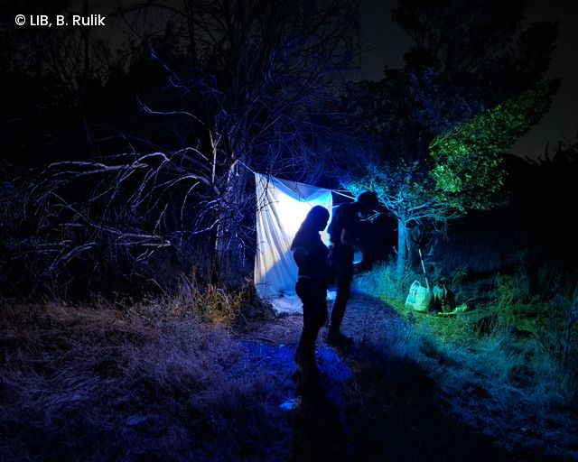 Zwei Personen stehen nachts vor einem weißen Tuch, das zwischen Bäumen gespannt ist, beleuchtet von blauem Licht in einer natürlichen Umgebung.