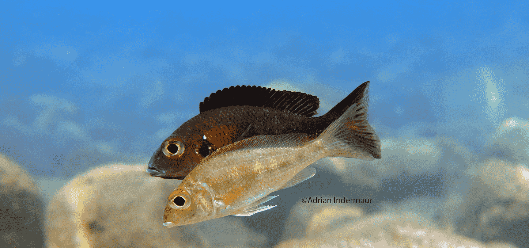 2 Fische unter Wasser