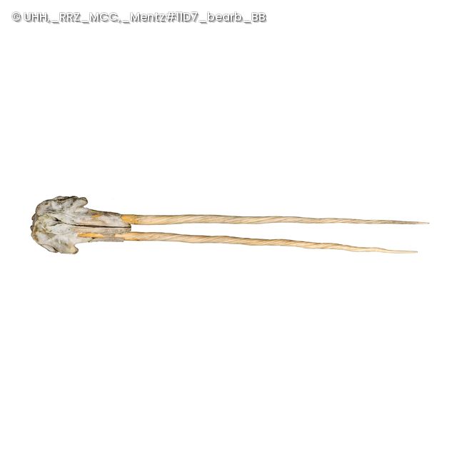 Der Hamburger Nawal-Schädel mit zwei Stoßzähnen