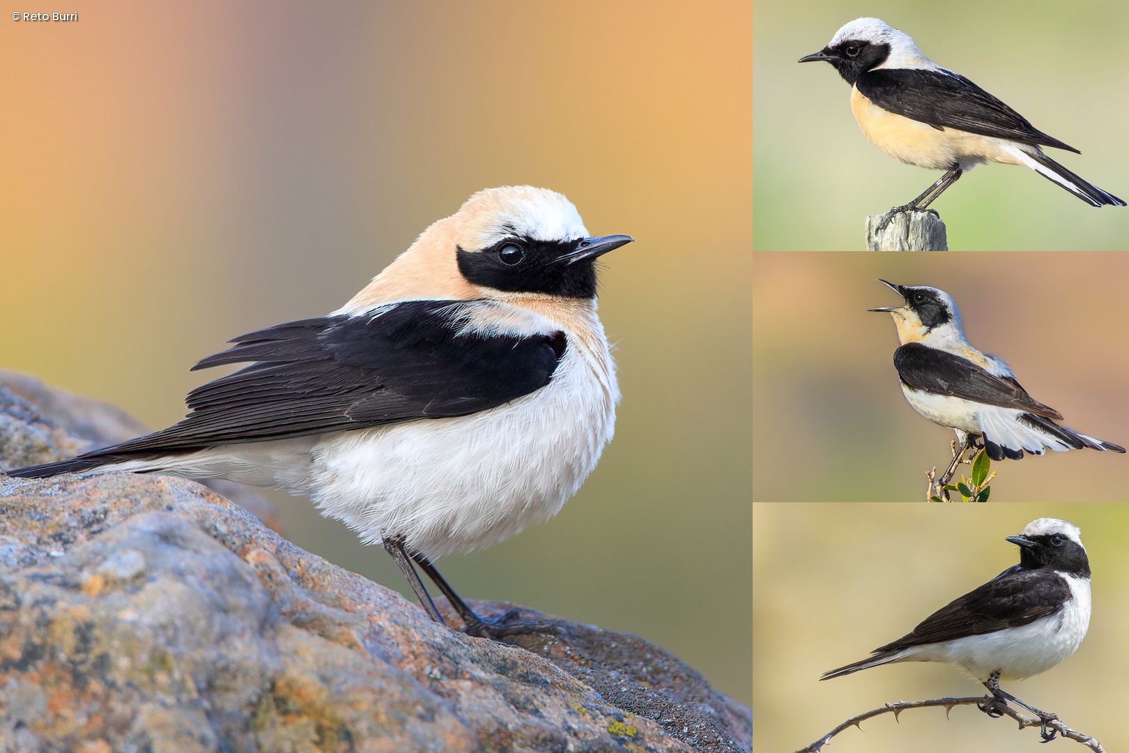 Male wheatears of the Oenanthe hispanica complex. Left, Western black-eared wheatear. Top and middle right, black-throated and white-throated Eastern black-eared wheatear. Bottom right, Pied wheatear 