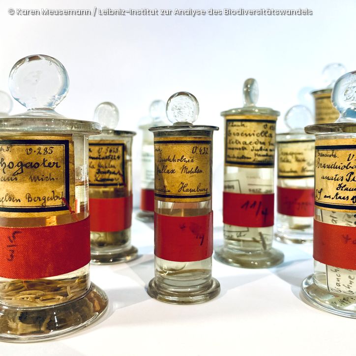 Mehrere Glasgefäße mit Stopfen, gefüllt mit kleinen Objekten und beschriftet mit handgeschriebenen Etiketten und roten Bändern.