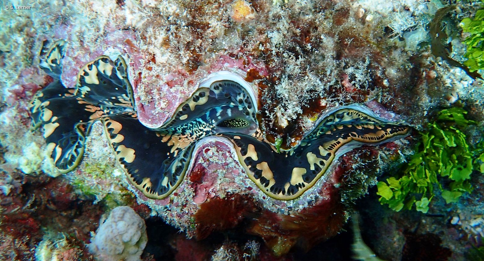 Close up of the small giant clam with visible mantle