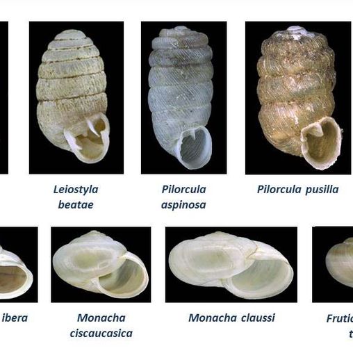 Verschiedene Schneckenhäuser