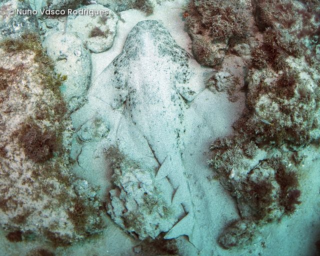Engelhai liegt auf sandigem Meeresboden umgeben von Felsen und Algen