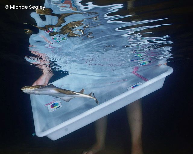 Junger Engelhai schwimmt in einem weißen Behälter, der teilweise im Wasser gehalten wird, mit sichtbaren Beinen einer Person im Hintergrund.