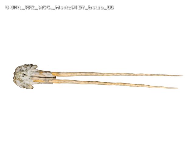 Der Hamburger Nawal-Schädel mit zwei Stoßzähnen