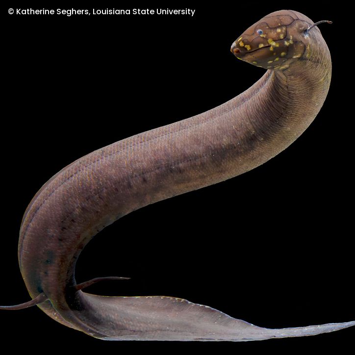 Südamerikanischer Lungenfisch 