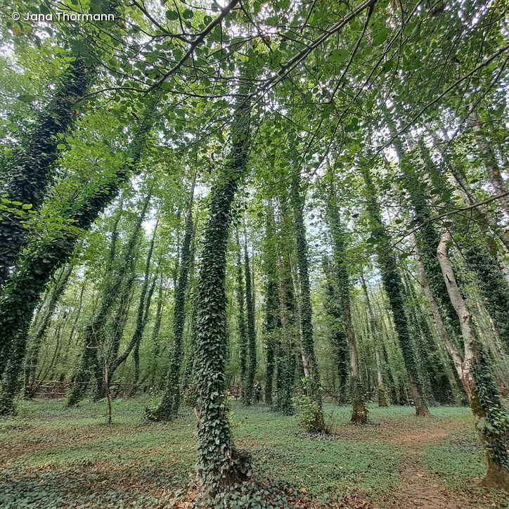 Natur im Kolkheti National Park, Georgien