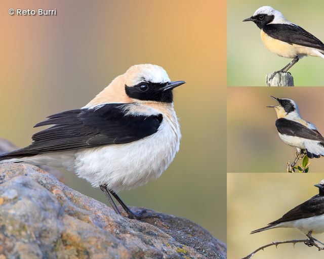 Male wheatears of the Oenanthe hispanica complex. Left, Western black-eared wheatear. Top and middle right, black-throated and white-throated Eastern black-eared wheatear. Bottom right, Pied wheatear 