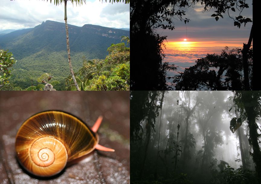 Collage aus 3 Landschaftsbildern und 1 Bild einer Schnecke