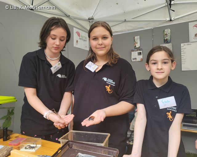 Natur beflügelt-Team stellt Insekten vor auf dem Museumsmeilenfest