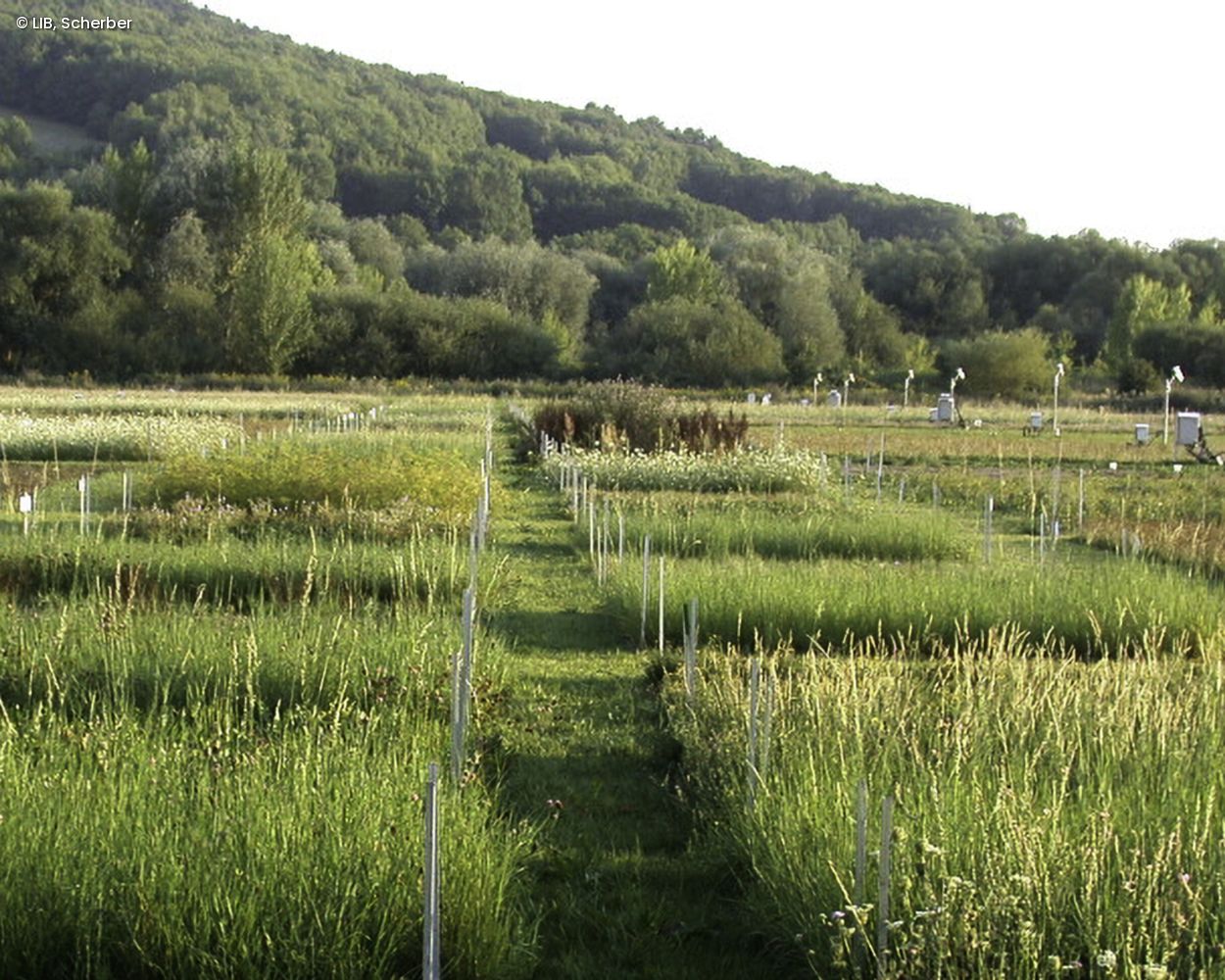 Biodiversitätsexperiment: Felder