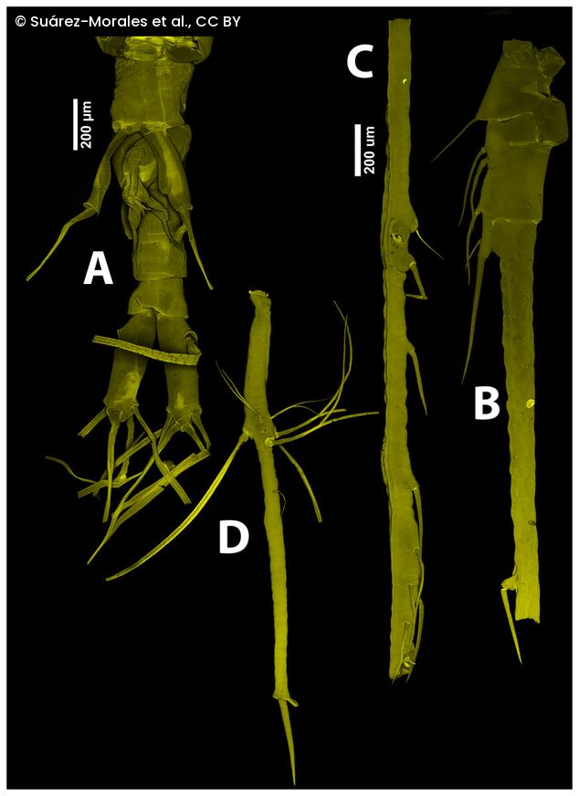 CLSM-Aufnahmen des Holotyps von Thalassodoron bathyale zeigen (A) den Urosom, (B, C, D) die Antennule mit Segmenten und Anhängen, Maßstabsbalken 200 µm