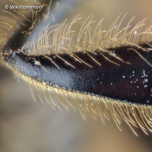 Insektenbein in der Nahaufnahme 