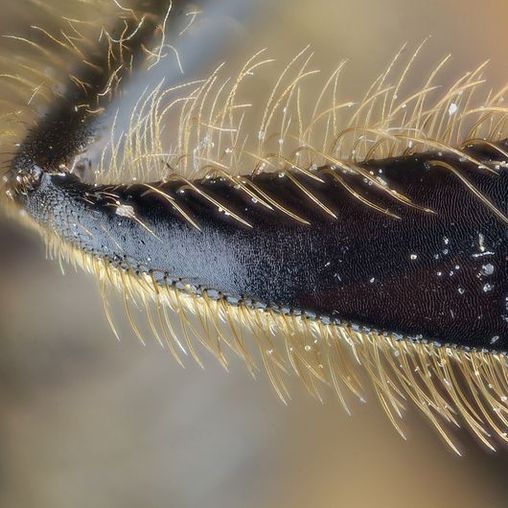 Insektenbein in der Nahaufnahme 