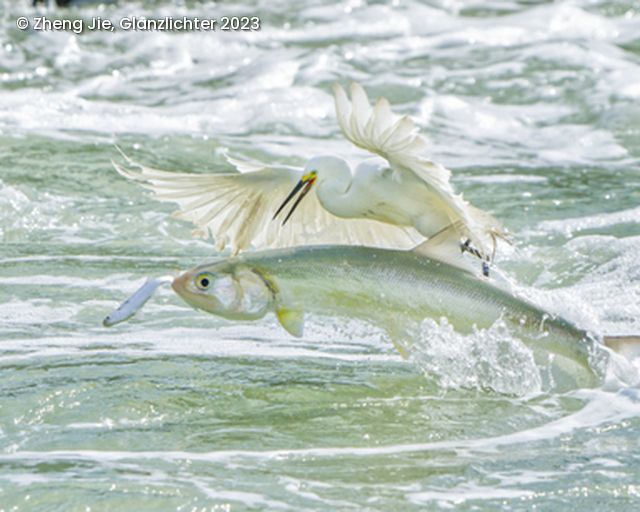 2 Fische springen aus dem Wasser und ein weißer Vogel