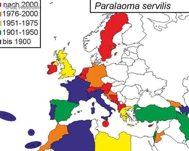 Studie belegt die starke Ausbreitung der Landschneckenart Paralaoma servilis. 