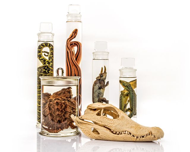 Reptilien