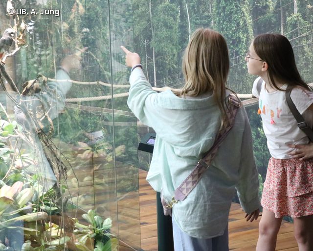 Besuchende in der Regenwald Ausstellung auf dem Museumsmeilenfest