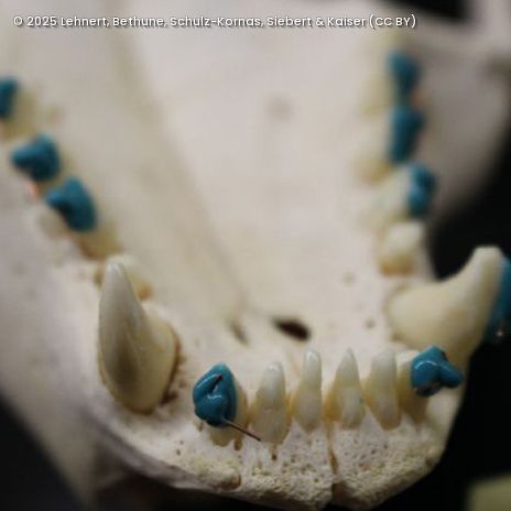 Nahaufnahme eines Kieferknochens mit Zähnen, von denen einige mit blauem Material markiert sind.