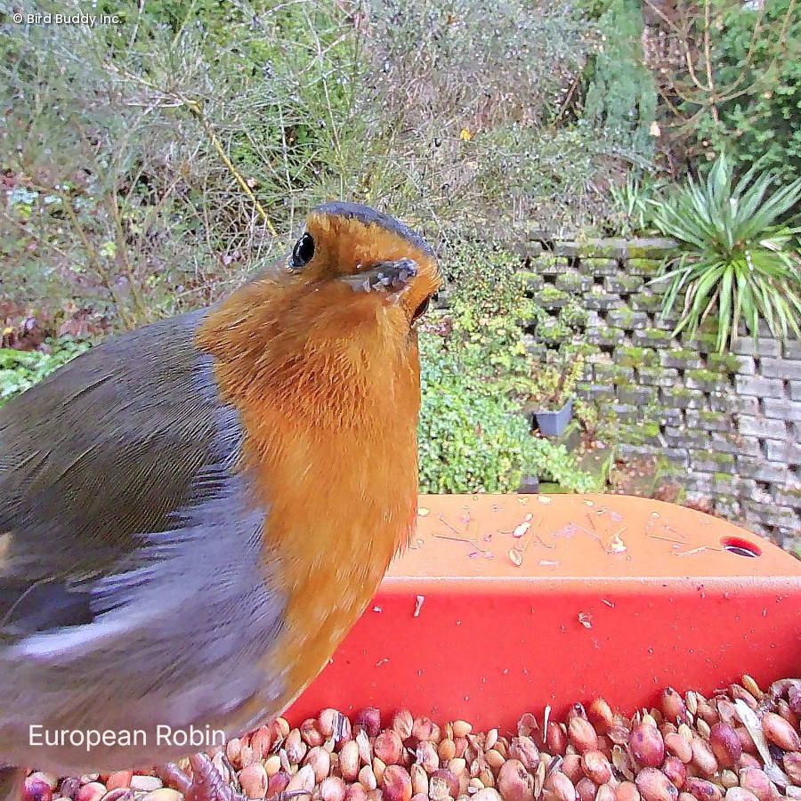 Ein Rotkehlchen schaut in die BirdBuddy Kamera.