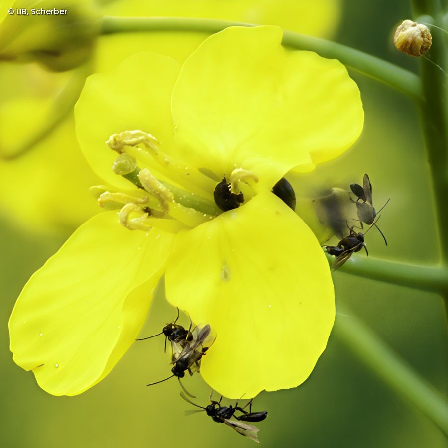 Schlupfwespen an einer Raps-Blüte