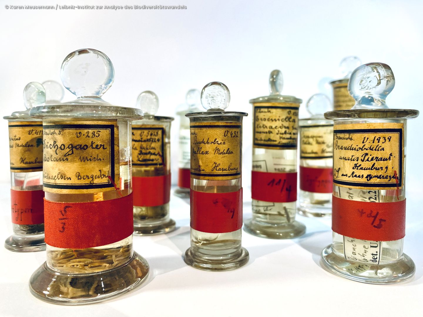 Mehrere Glasgefäße mit Stopfen, gefüllt mit kleinen Objekten und beschriftet mit handgeschriebenen Etiketten und roten Bändern.