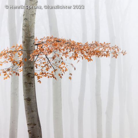 Ast mit orangenen Blättern
