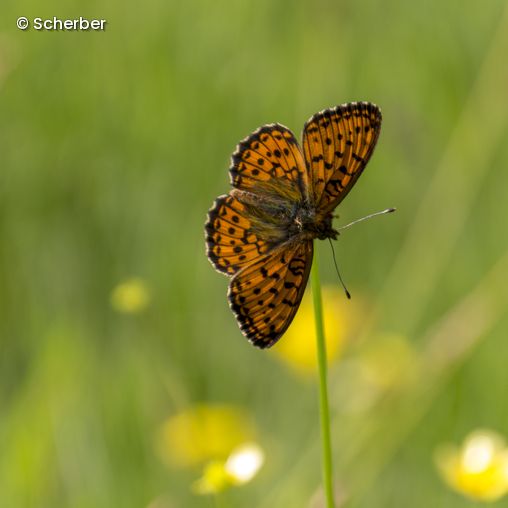 Schmetterling auf Wiese