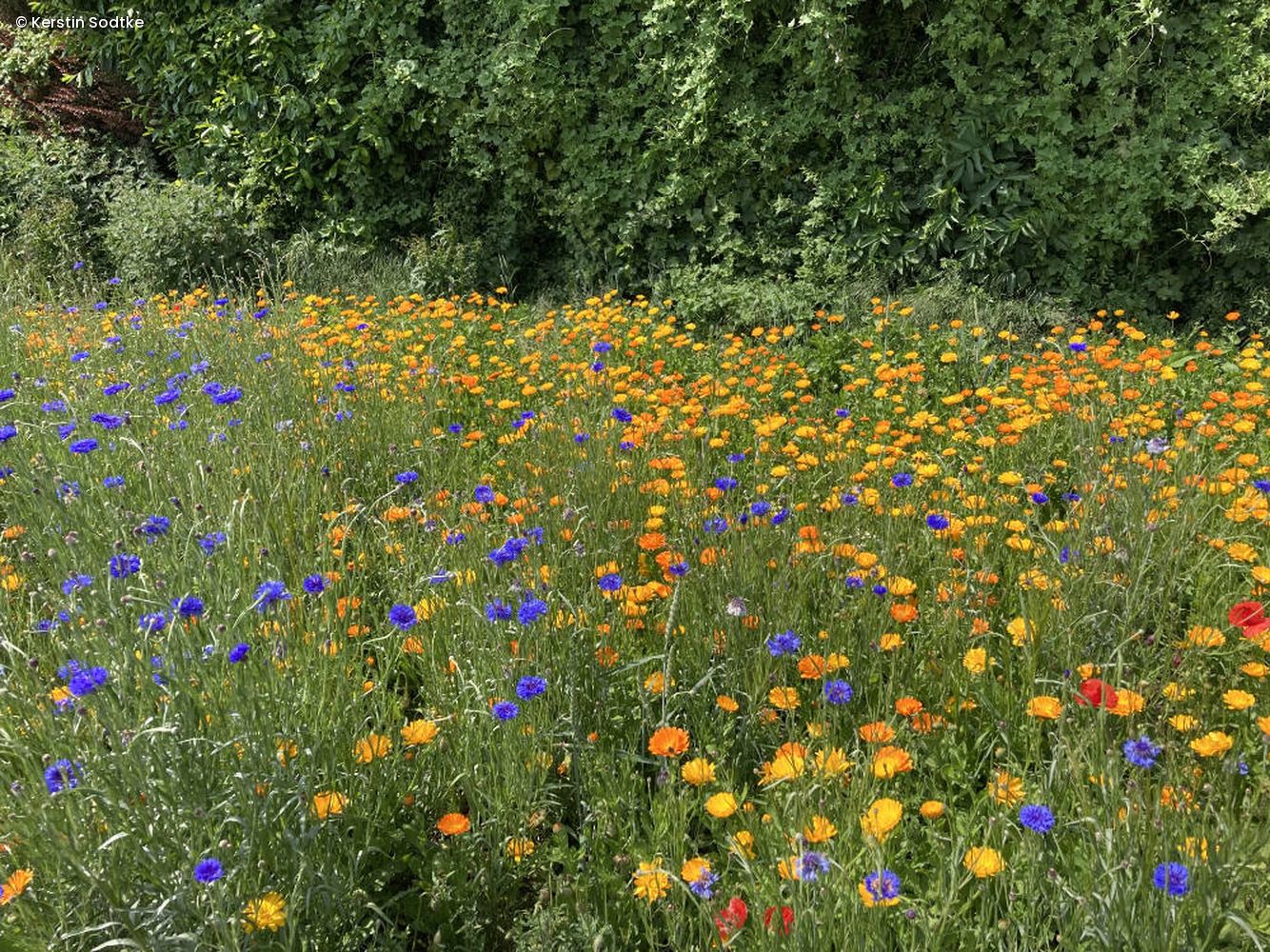 Blühstreifen_Blüten