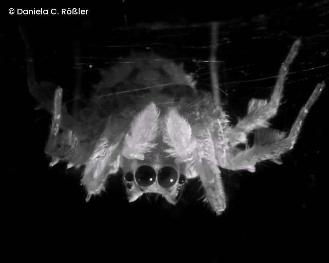 Die Spinne Portia fimbriata hängt kopfüber in Schlafhaltung unter ihrem selbstgesponnenen Netz