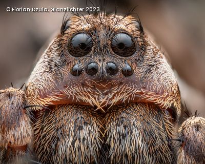 Spinnen mit vielen Augen von sehr nah