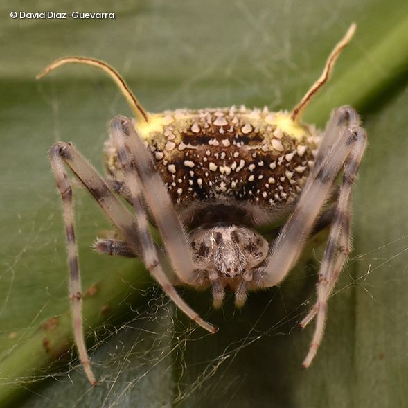 Nahaufnahme der neu entdeckten Spinnenart Taczanowskia waska mit gelblichen Fortsätzen am Hinterleib auf grünem Blatt