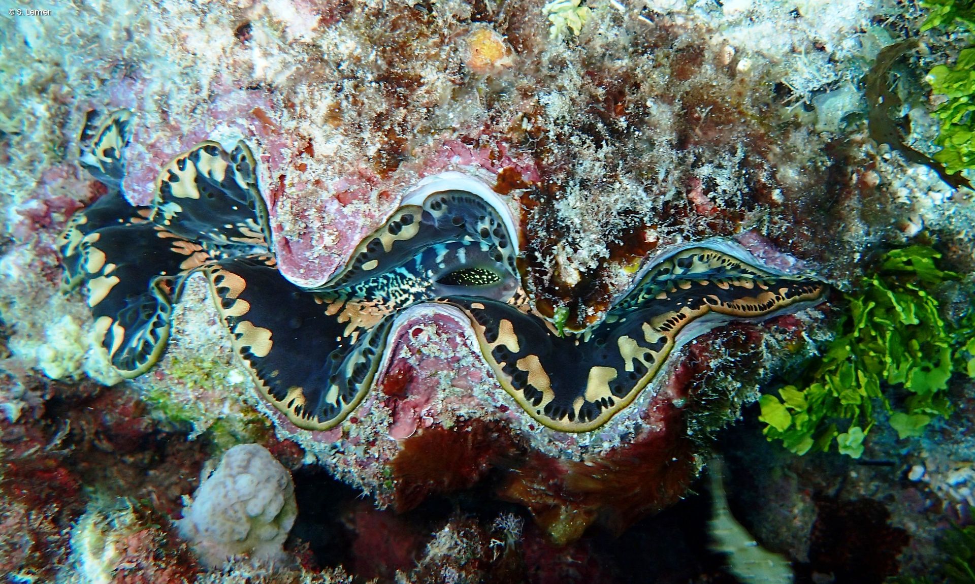 Close up of the small giant clam with visible mantle